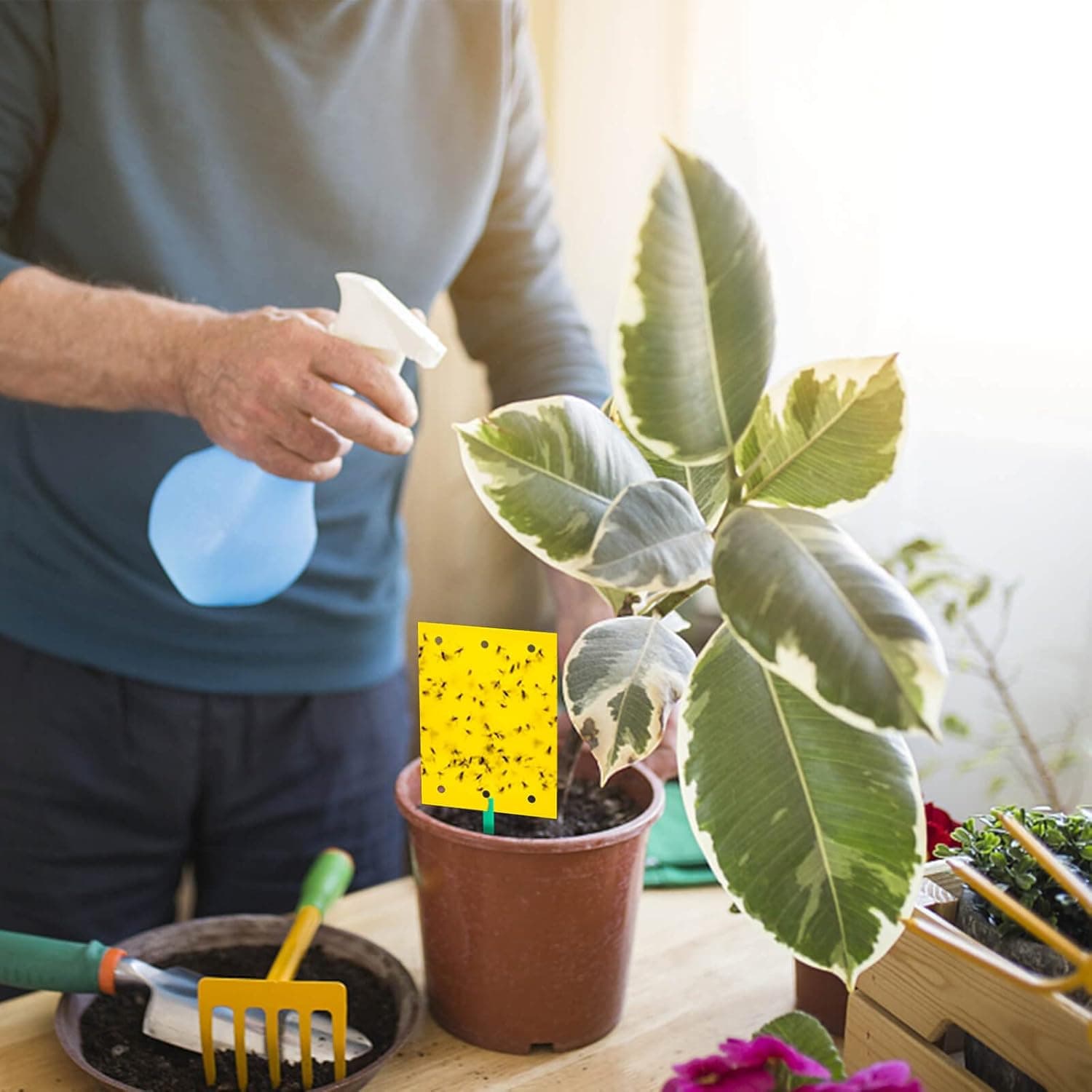 Lepy EKO na muszki mszyce owady ziemiórki 20x