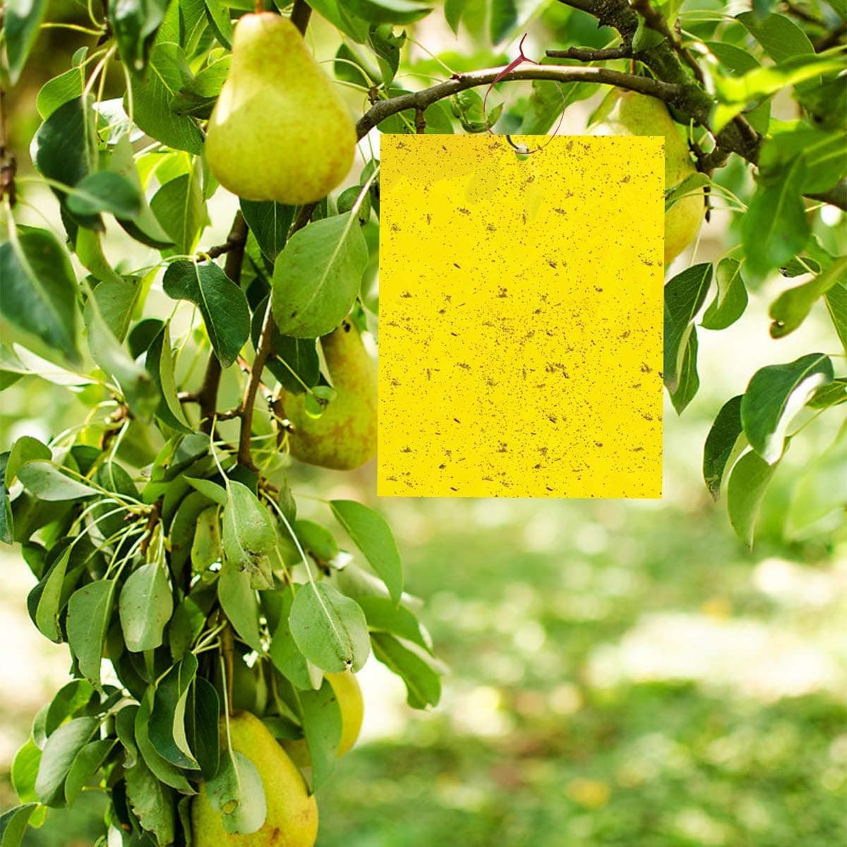 Lepy EKO na muszki mszyce owady ziemiórki 20x