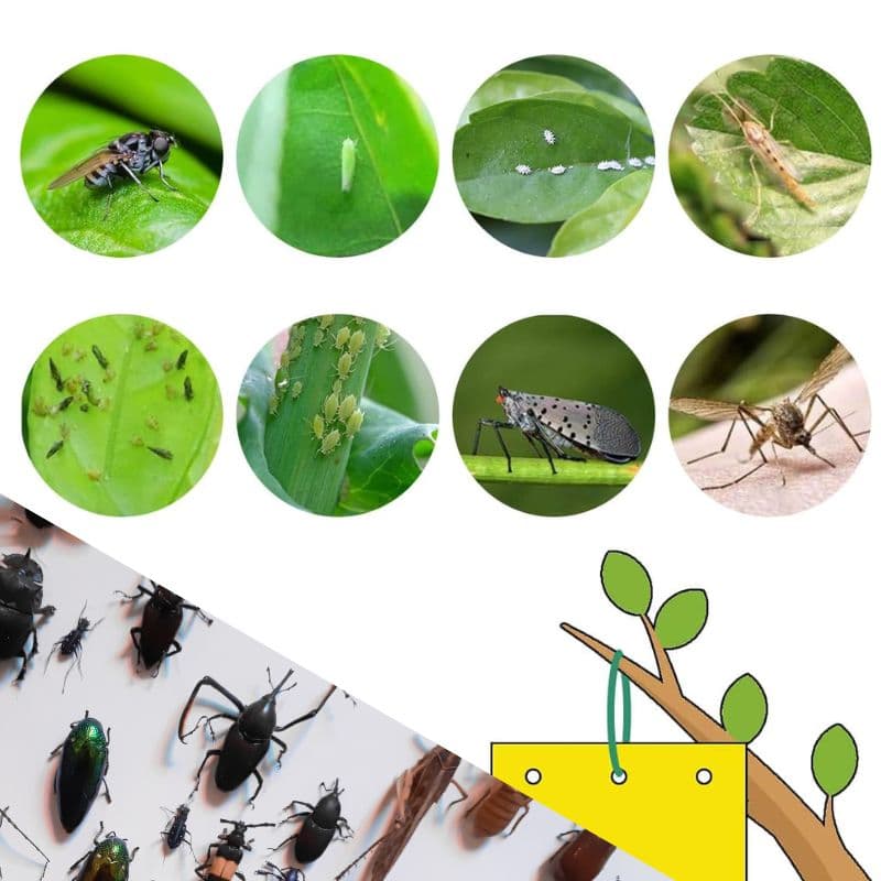 Lepy EKO na muszki mszyce owady ziemiórki 20x