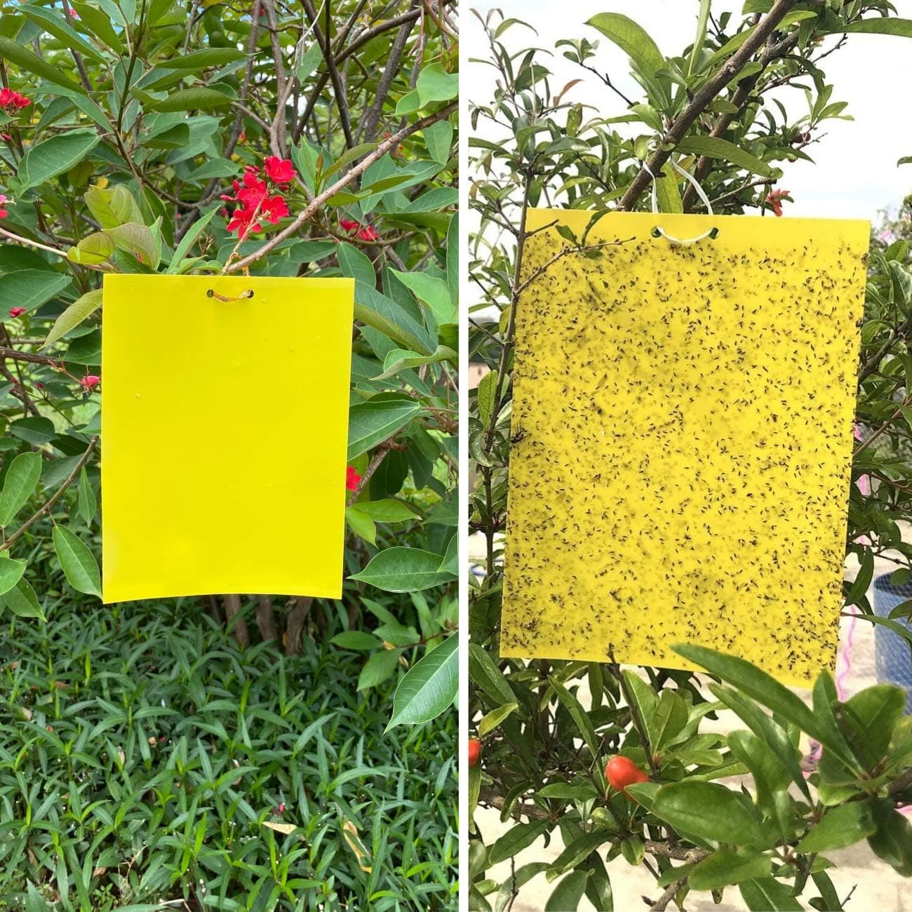 Lepy EKO na muszki mszyce owady ziemiórki 20x