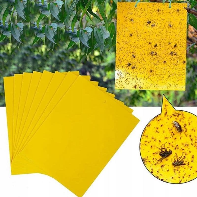 Lepy EKO na muszki mszyce owady ziemiórki 20x