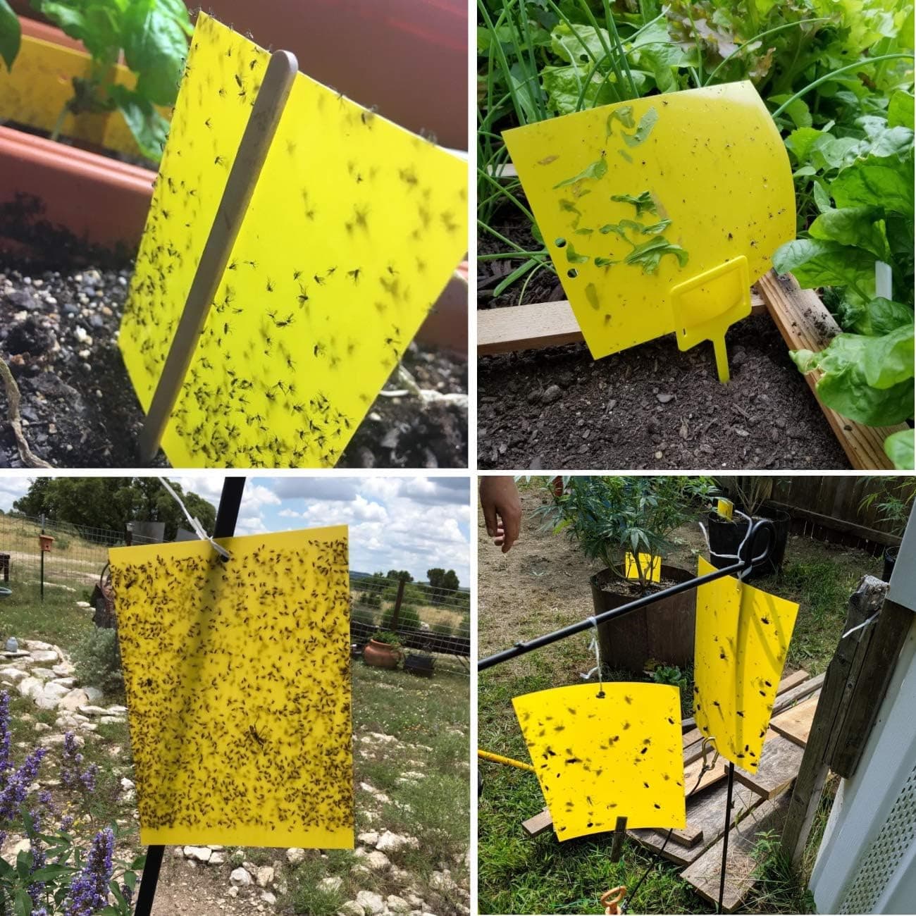 Lepy EKO na muszki mszyce owady ziemiórki 20x