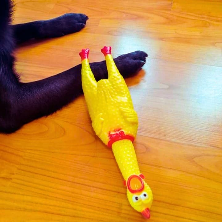 Kurczak gumowy dla psa