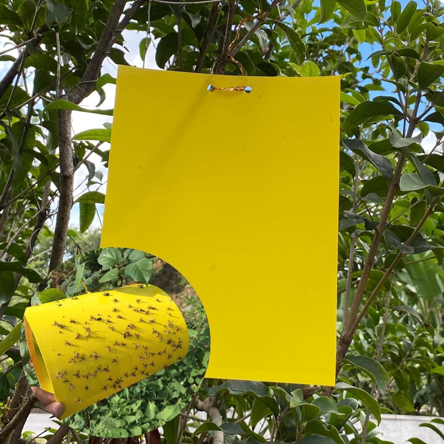 Lepy EKO na muszki mszyce owady ziemiórki 20x