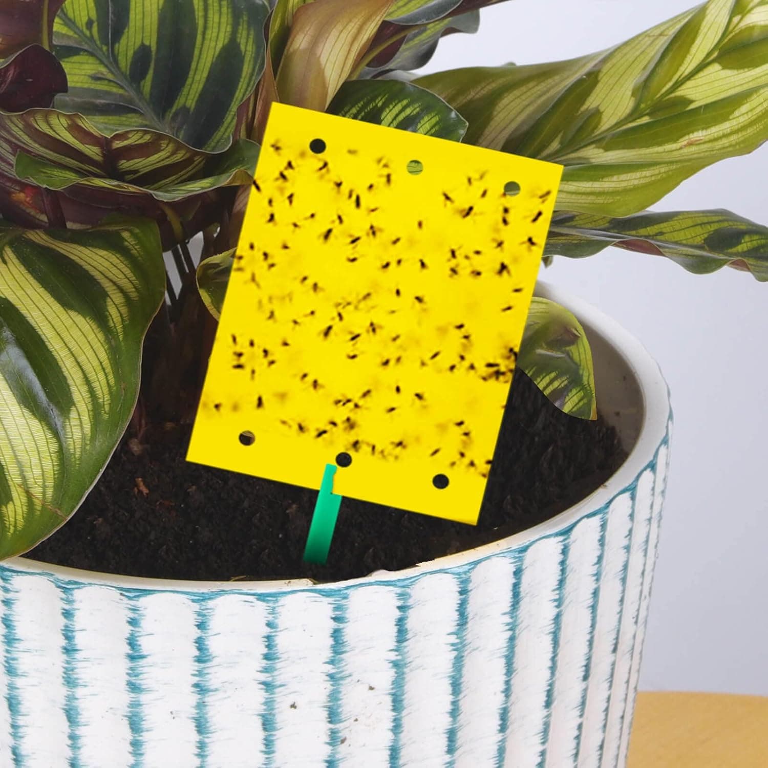 Lepy EKO na muszki mszyce owady ziemiórki 20x